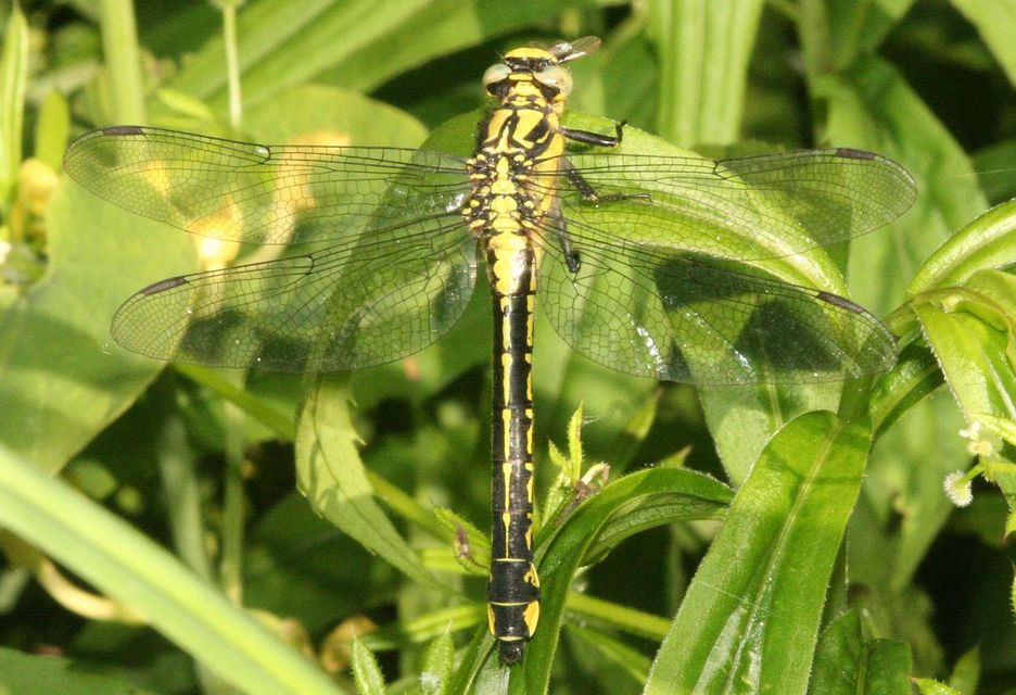 Gomphus vulgatissimus - feketelábú folyami-szitakötő