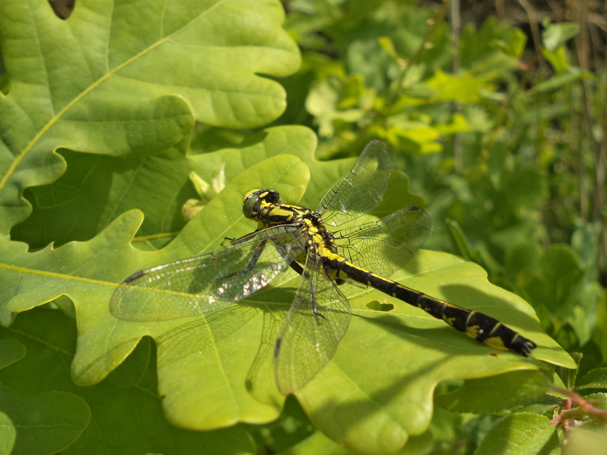 Gomphus vulgatissimus - feketelábú folyami-szitakötő
