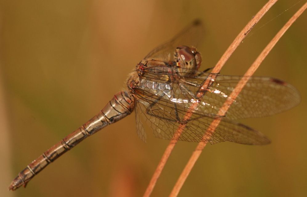 Sympetrum striolatum - harántsávos katona-szitakötő