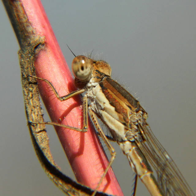 Sympecma fusca - téli rablószitakötő