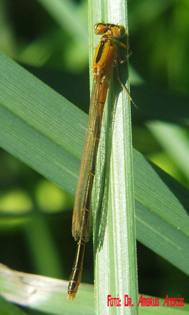 Ischnura pumilio - apró légivadász Ischnura pumilio - apró légivadász