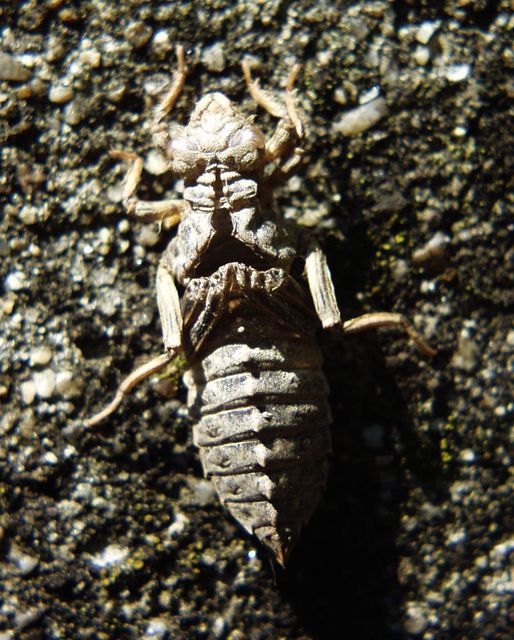 Ophiogomphus cecilia - zöld folyami-szitakötő