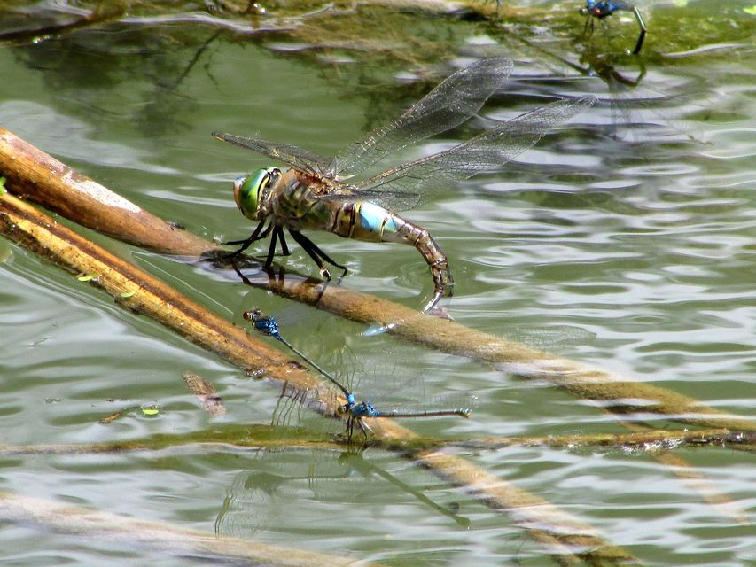 Anax parthenope - barna óriásacsa