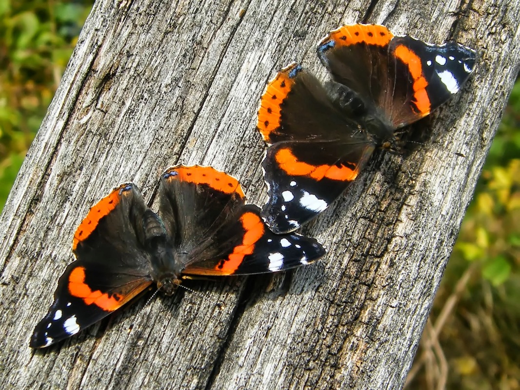 Vanessa atalanta - atalantalepke