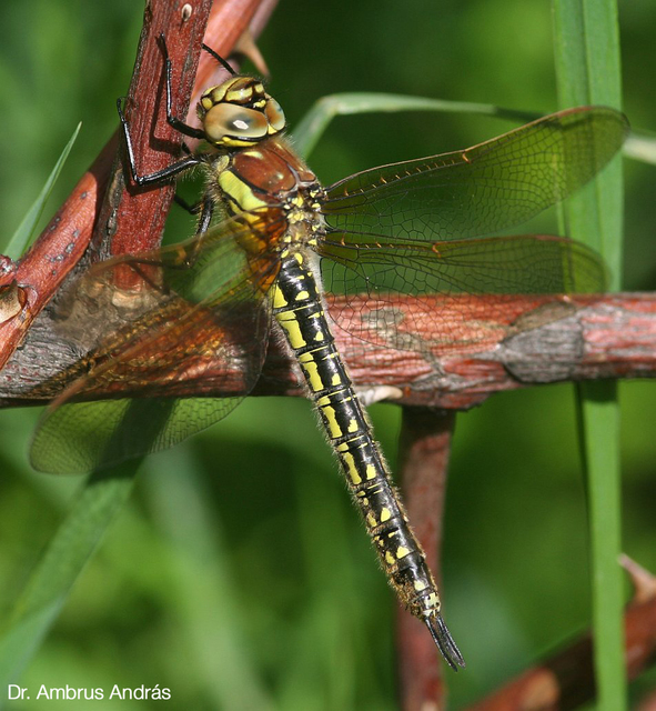 Brachytron pratense - szőrös karcsúacsa