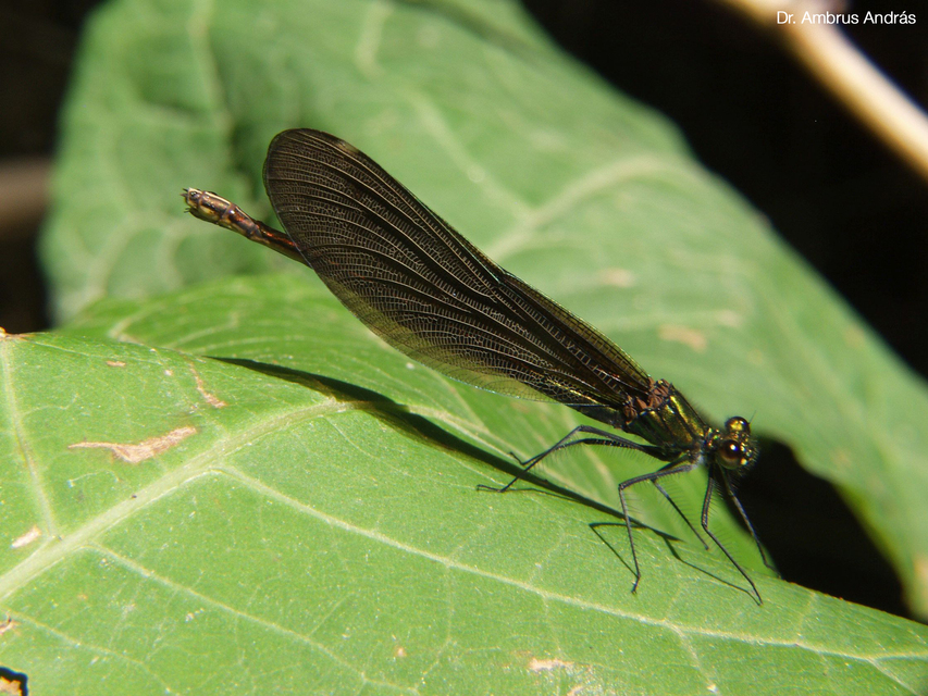 Calopteryx virgo - kisasszony-szitakötő