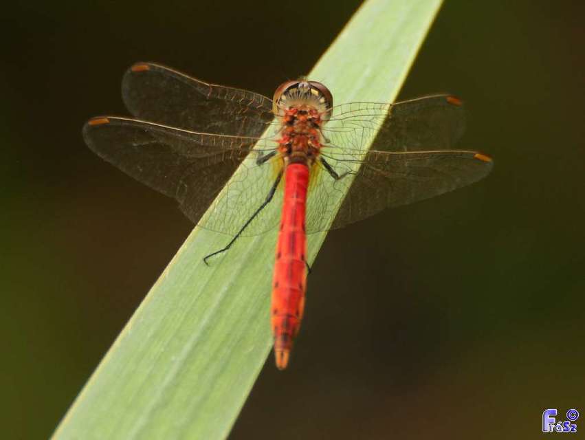 Sympetrum depressiusculum - ékfoltos katona-szitakötő