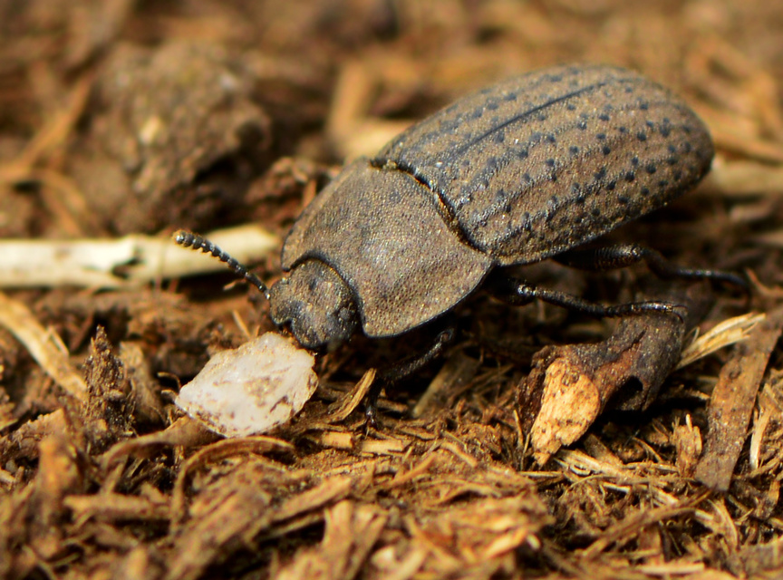 Opatrum sabulosum - sároshátú gyászbogár