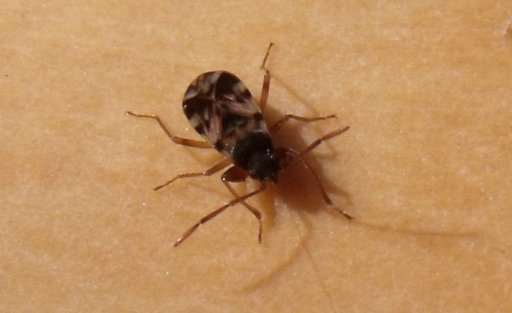 Scolopostethus pictus