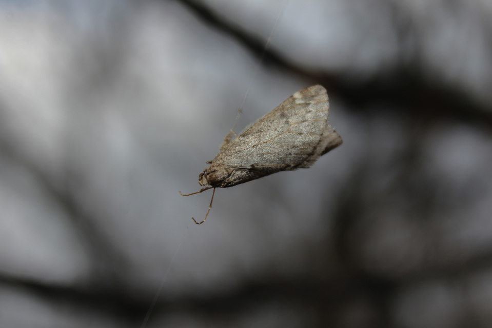 Alsophila aescularia - vadgesztenye-araszoló