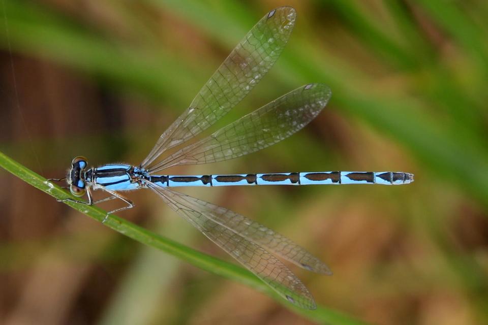 Enallagma cyathigerum - kéksávos légivadász
