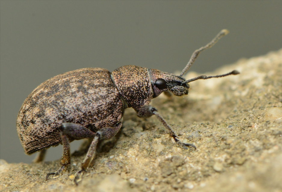 Otiorhynchus ligustici - vincellér-gyalogormányos