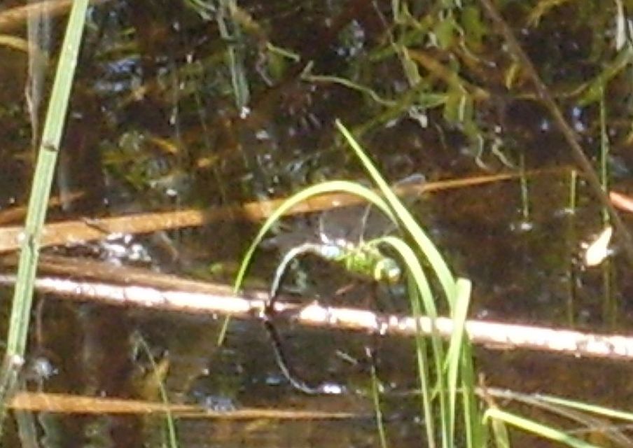Anax imperator - zöld óriásacsa