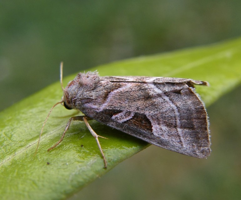 Eucarta virgo - mocsári ametisztbagoly