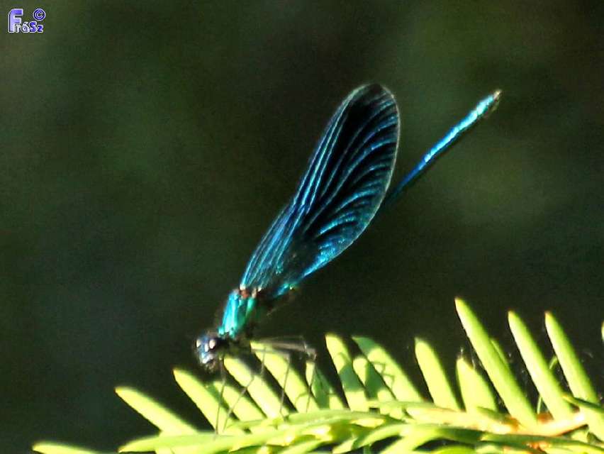 Calopteryx splendens - sávos szitakötő
