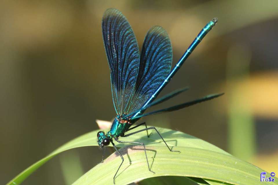 Calopteryx splendens - sávos szitakötő
