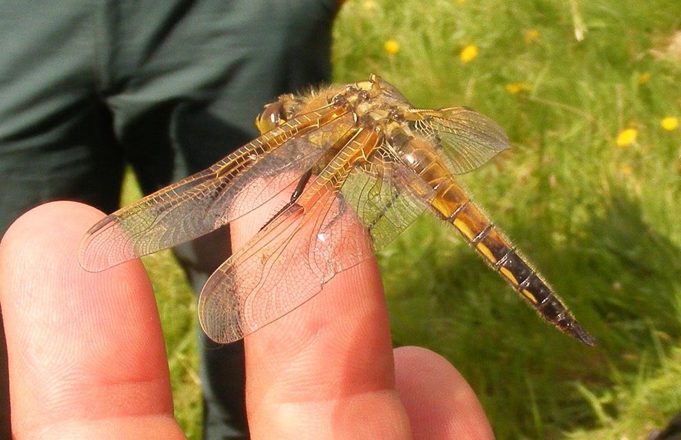 Libellula quadrimaculata - négyfoltos laposacsa
