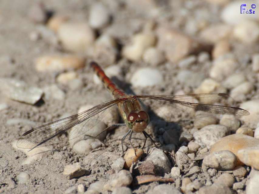 Sympetrum striolatum - harántsávos katona-szitakötő