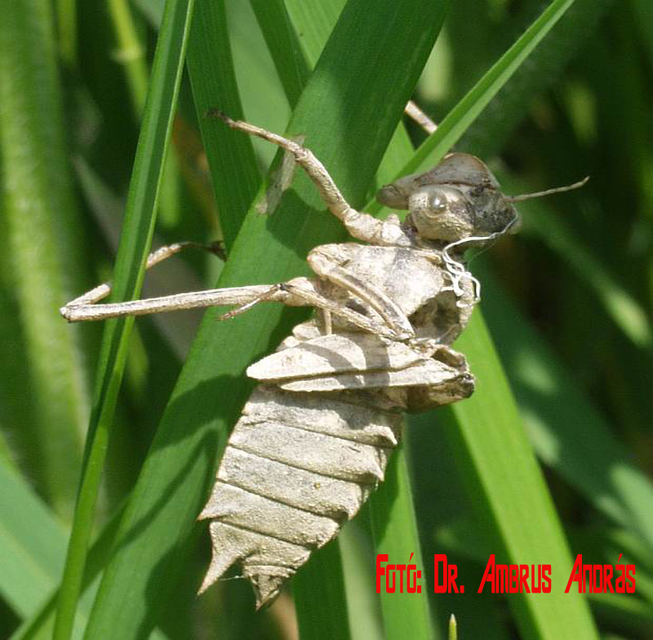 Epitheca bimaculata - kétfoltos sárkányszitakötő