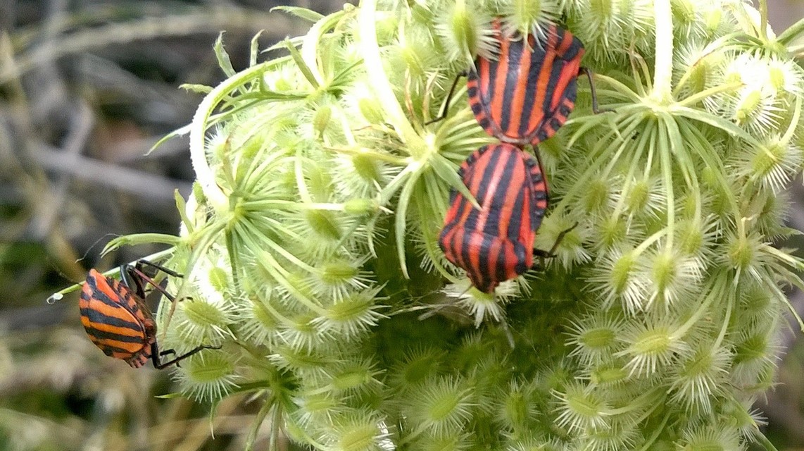 Graphosoma italicum - csíkos pajzsospoloska
