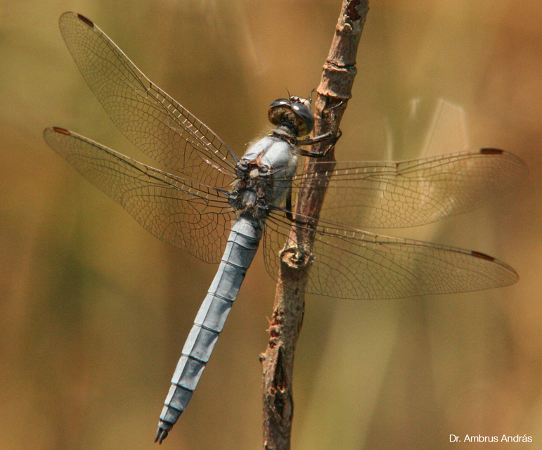 Orthetrum brunneum - pataki pásztorszitakötő