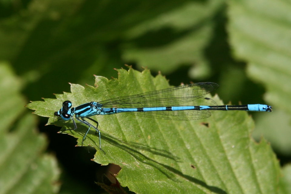Coenagrion puella - azúrkék légivadász