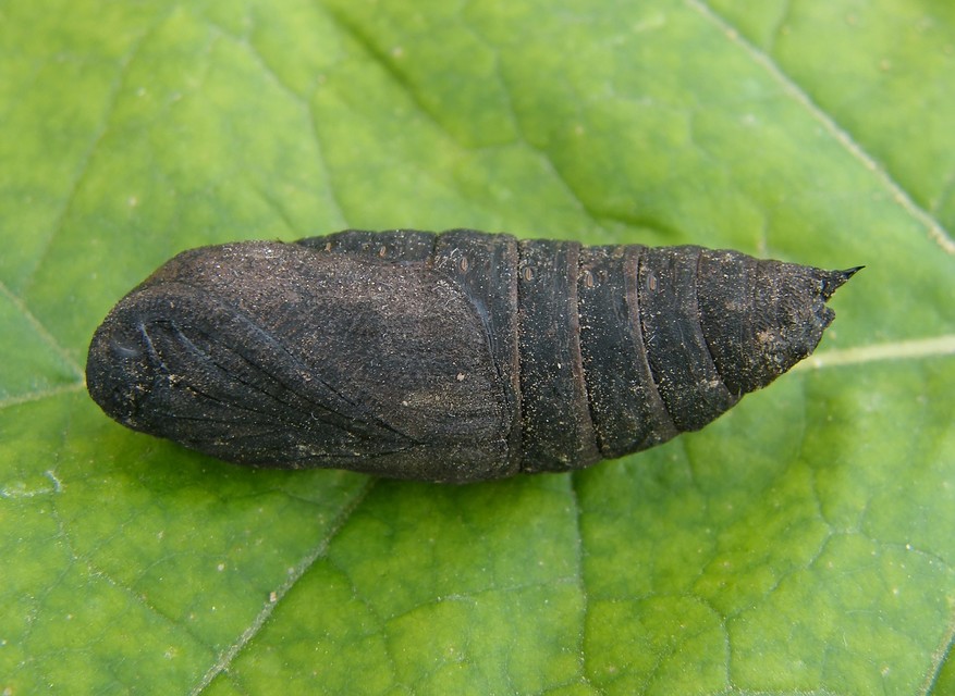 Laothoe populi - nyárfaszender