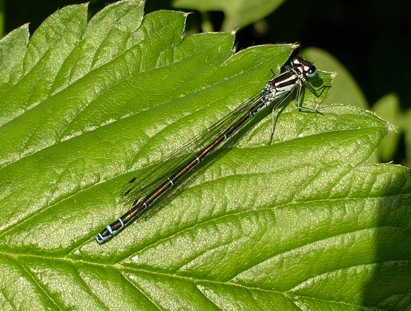 Coenagrion puella - azúrkék légivadász