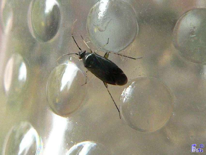 Plagiognathus arbustorum Plagiognathus arbustorum
