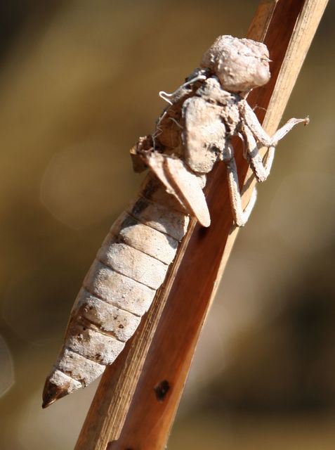 Brachytron pratense - szőrös karcsúacsa