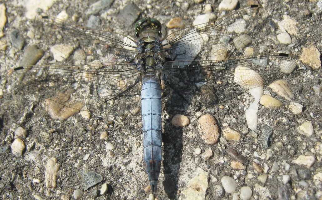 Orthetrum cancellatum - feketefarkú pásztorszitakötő