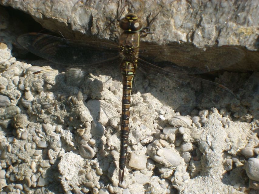 Aeshna mixta - kései karcsúacsa