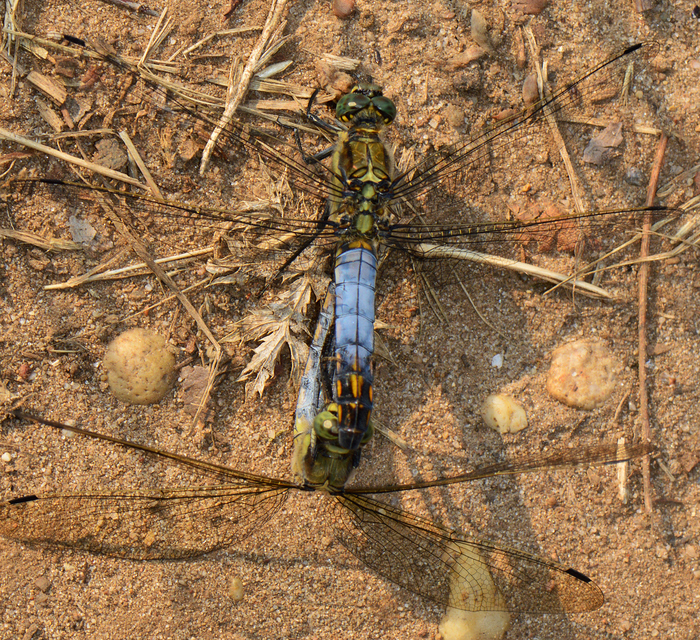 Orthetrum cancellatum - feketefarkú pásztorszitakötő