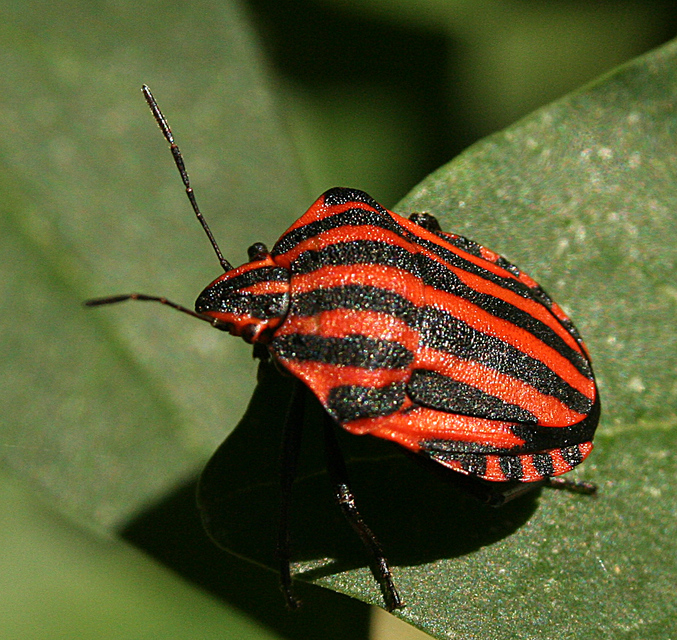 Graphosoma italicum - csíkos pajzsospoloska