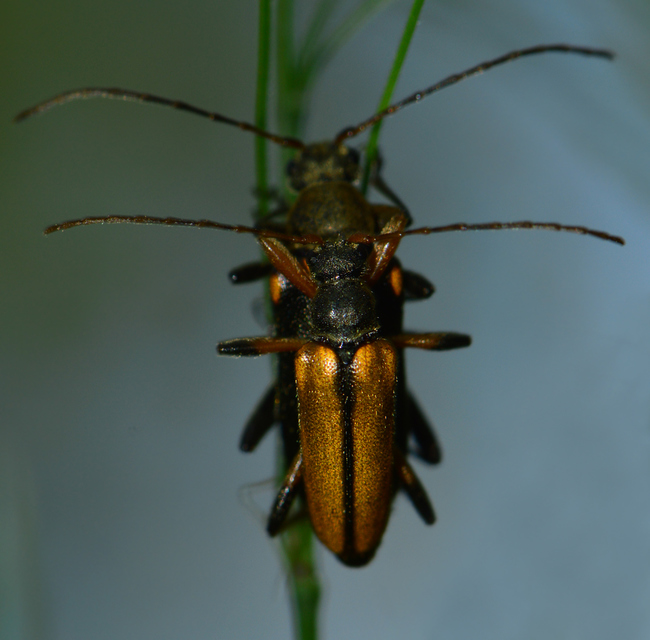 Cortodera humeralis - négyfoltos cserjecincér