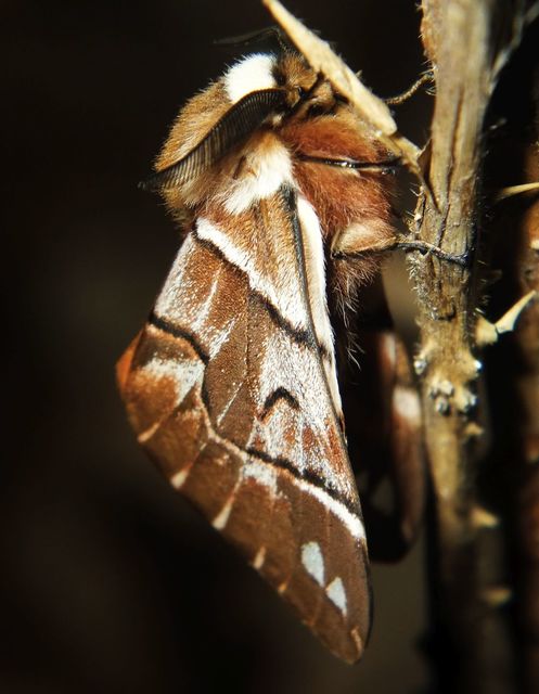 Endromis versicolora - tarkaszövő