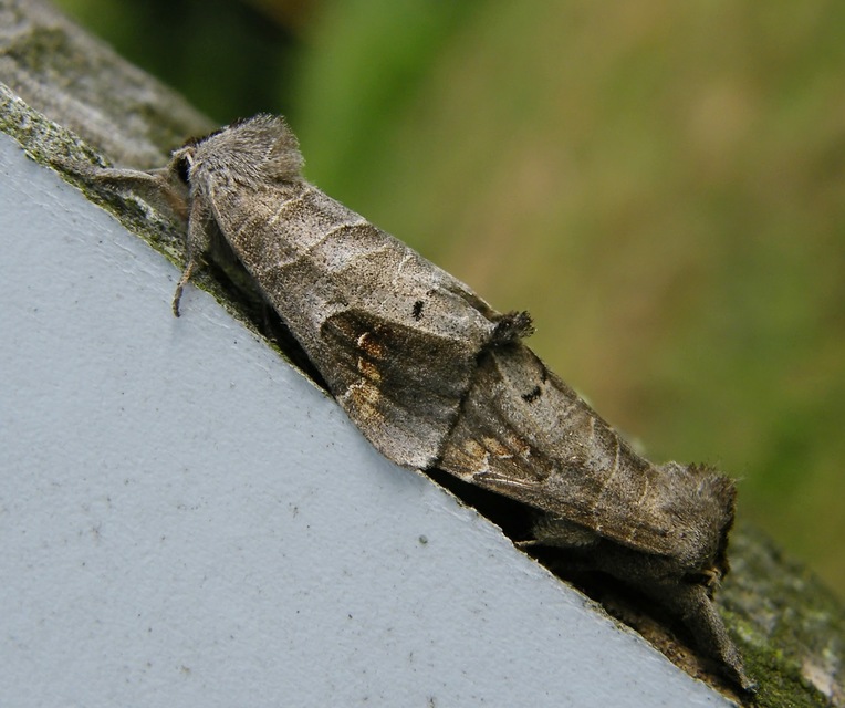Clostera anachoreta - tarka levélszövő
