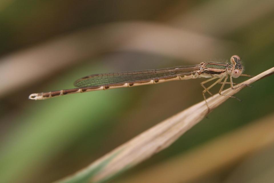 Sympecma fusca - téli rablószitakötő