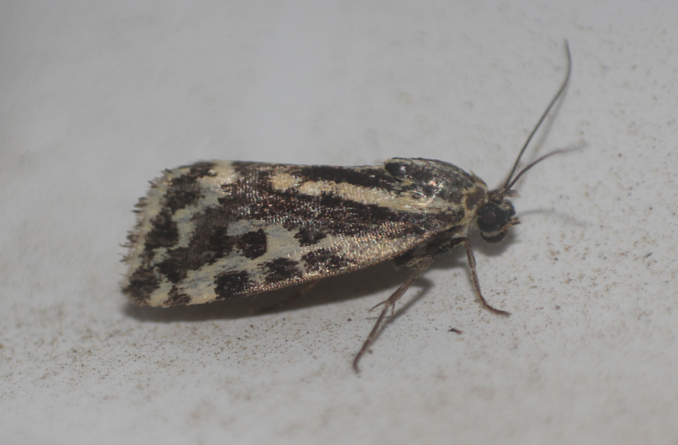 Emmelia trabealis - zebrabagoly