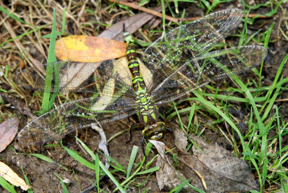 Aeshna cyanea - sebes karcsúacsa