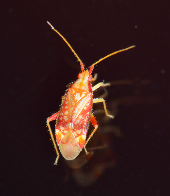 Pseudoloxops coccineus Pseudoloxops coccineus