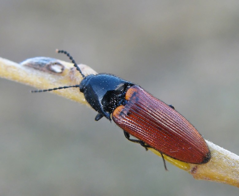 Ampedus pomorum - rozsdás pattanó