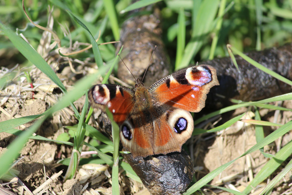 Nymphalis io - nappali pávaszem