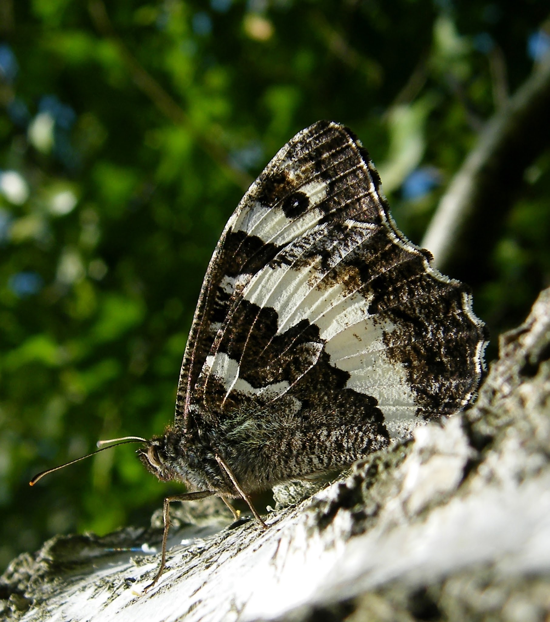 Brintesia circe - fehéröves szemeslepke