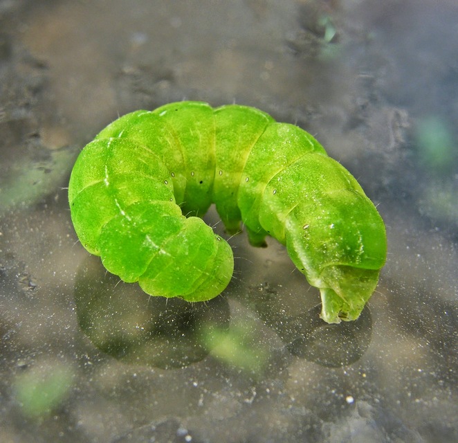 Phlogophora meticulosa - vándorló csipkésbagoly