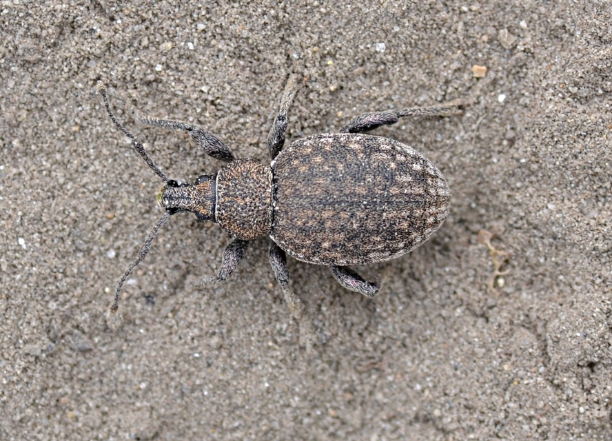 Otiorhynchus ligustici - vincellér-gyalogormányos