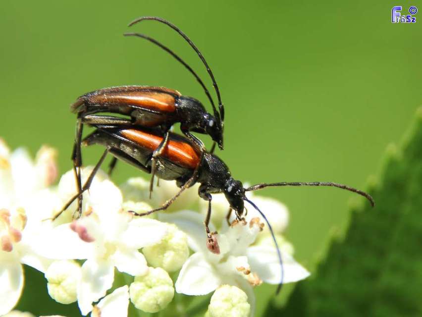 Stenurella melanura - feketevégű karcsúcincér