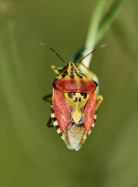 Carpocoris Carpocoris