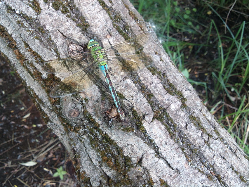 Anax imperator - zöld óriásacsa
