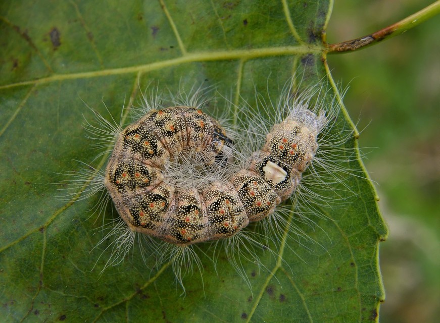 Acronicta megacephala - nagyfejű szigonyosbagoly